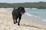 CANE CORSO 267